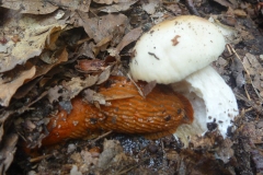P1130214